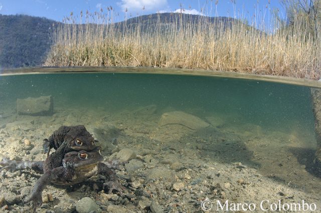 Bufo bufo, sott''acqua  bello